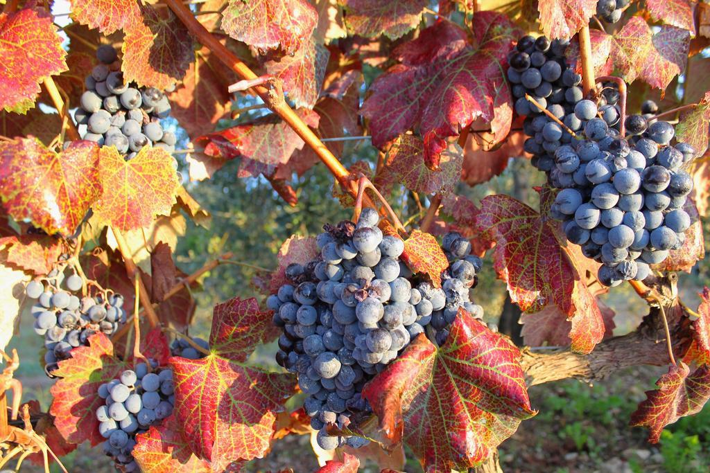 Locanda Le Piazze Castellina in Chianti Esterno foto